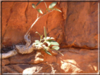 foto Parco nazionale Uluru-Kata, Tjuta